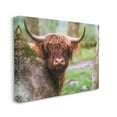 thumbnail image 3 of Stupell Industries Highland Cattle Peering Between Trees Lush Nature Scene Photograph Gallery Wrapped Canvas Print Wall Art, Design by James Dobson, 3 of 5
