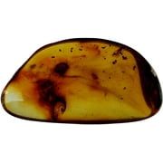 Genuine Columbian Amber Fossil Specimen - Multiple Insect Inclusions - Museum Grade, A-Grade (38mm x 20mm)