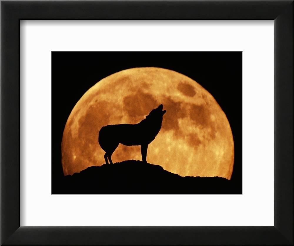Silhouette Luna lupo - T-shirt bambini - lupo mannaro - lupo dire Silhouette Luna lupo - T-shirt bambini - lupo mannaro - lupo dire