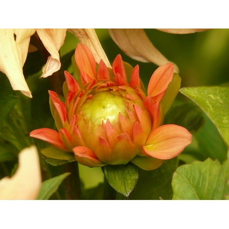 Dahlia Flora Flower Growth Grow Plant Bud-20 Inch By 30 Inch Laminated Poster With Bright Colors And Vivid Imagery-Fits Perfectly In Many Attractive Frames