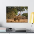 thumbnail image 4 of African Elephant Reaching Food Using Trunk Hungry African Elephant Outdoor Wall Art Ready to Hang Unframed, 4 of 18