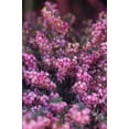 thumbnail image 2 of Kramers Red Spring Heather, 2 of 4