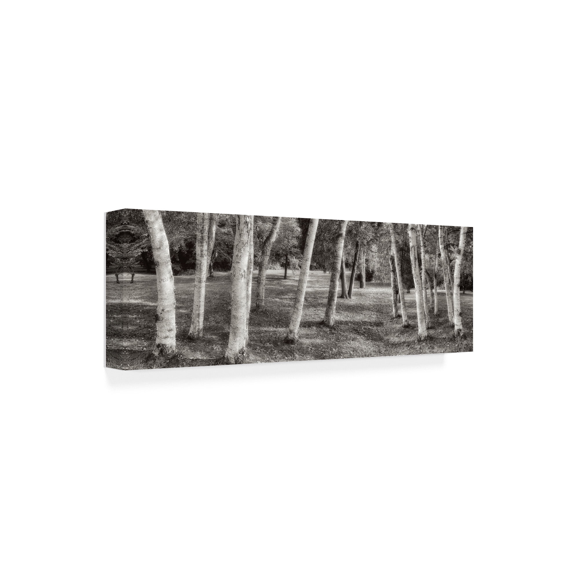 Trademark Fine Art 'Birch Trees No.1' Canvas Art by Alan Blaustei