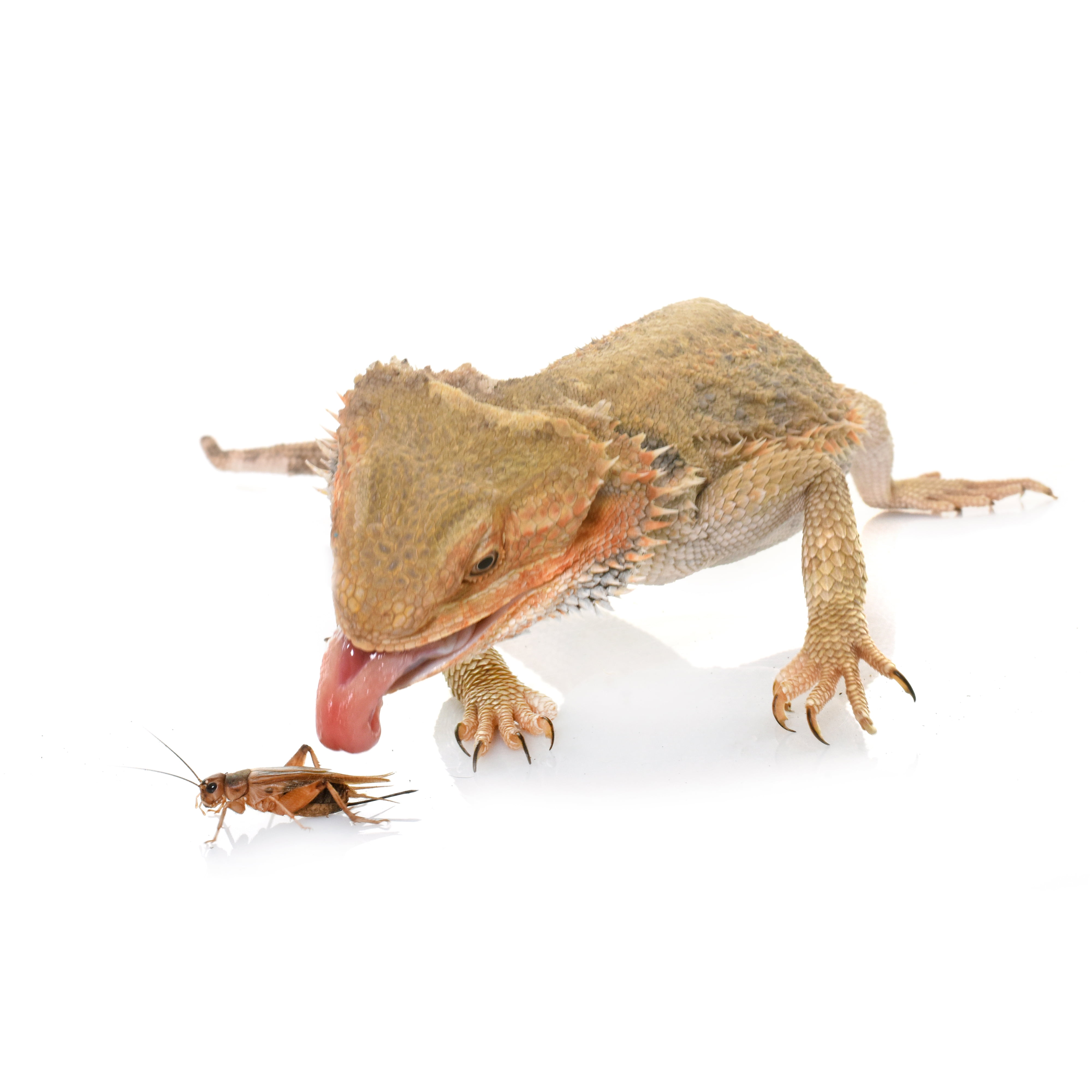Komodo Small Cricket Keeper and Small Animal Carrier