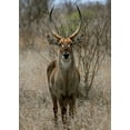 thumbnail image 2 of Underdahl, Dana 24x32 Gold Ornate Wood Framed with Double Matting Museum Art Print Titled - Safari Waterbuck II, 2 of 4