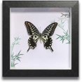 thumbnail image 1 of HUGFEGWE Butterfly Specimens in Shadow Box Butterflies Insect Specimen Real Butterfly Framed Home Decor Ornament for Wall Shelf Table Display Aesthetic Handmade Craft Gift CA919-133403, 1 of 7