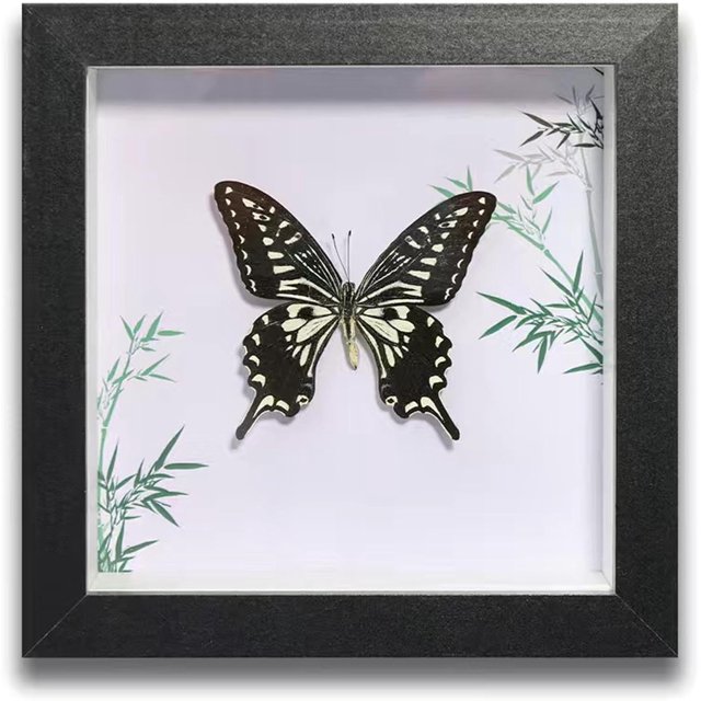 HUGFEGWE Butterfly Specimens in Shadow Box Butterflies Insect Specimen Real Butterfly Framed Home Decor Ornament for Wall Shelf Table Display Aesthetic Handmade Craft Gift CA919-133403