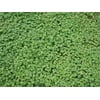 Micro Clover Seed - 10 Lbs.