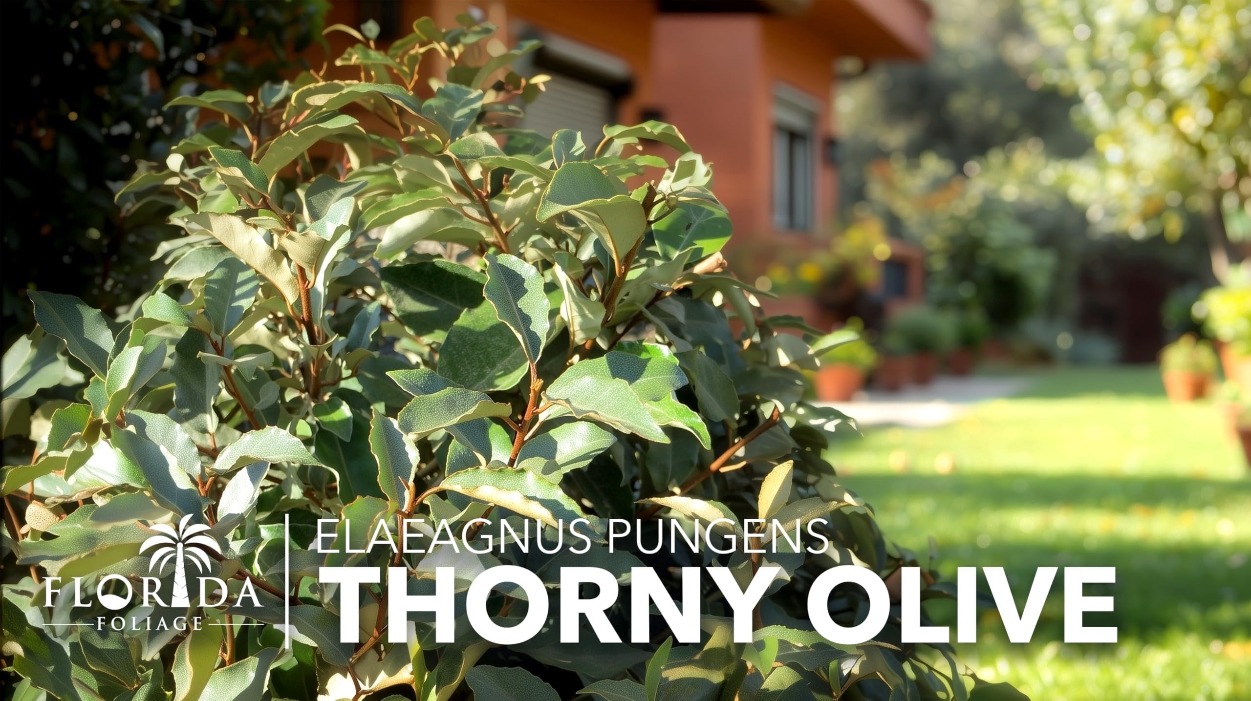 Elaeagnus Pungens I 10 Live Plants I Thorny Olive I Hardy Evergreen Shrub with Fragrant Blooms, Perfect for Hedges, Screening & Ornamental Garden Display