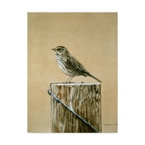 Trademark Fine Art 'Savannah Sparrow' Canvas Art by Ron Parker