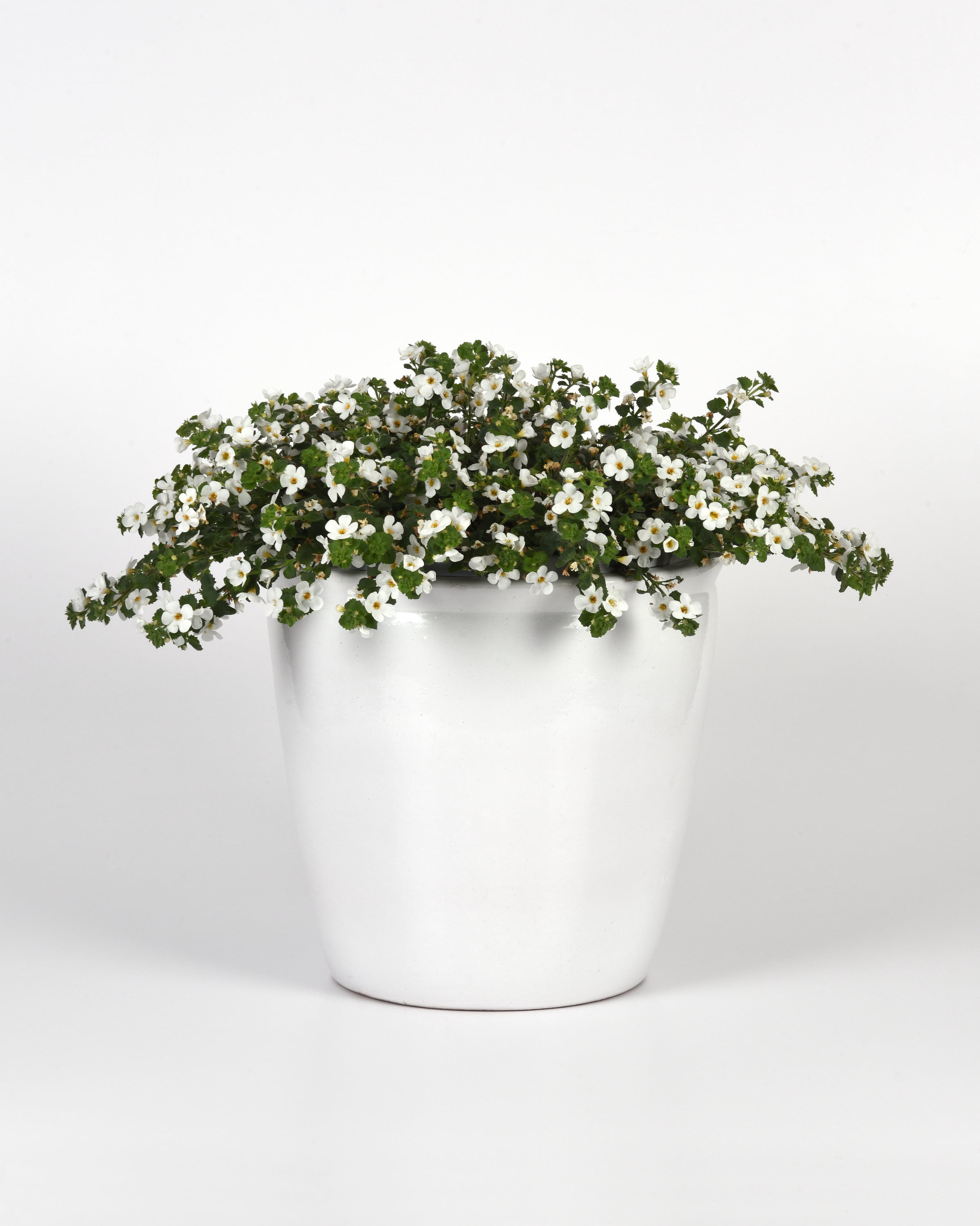 Better Homes & Gardens 1QT Bacopa Megacopa White Annual Live Plant Full Sun