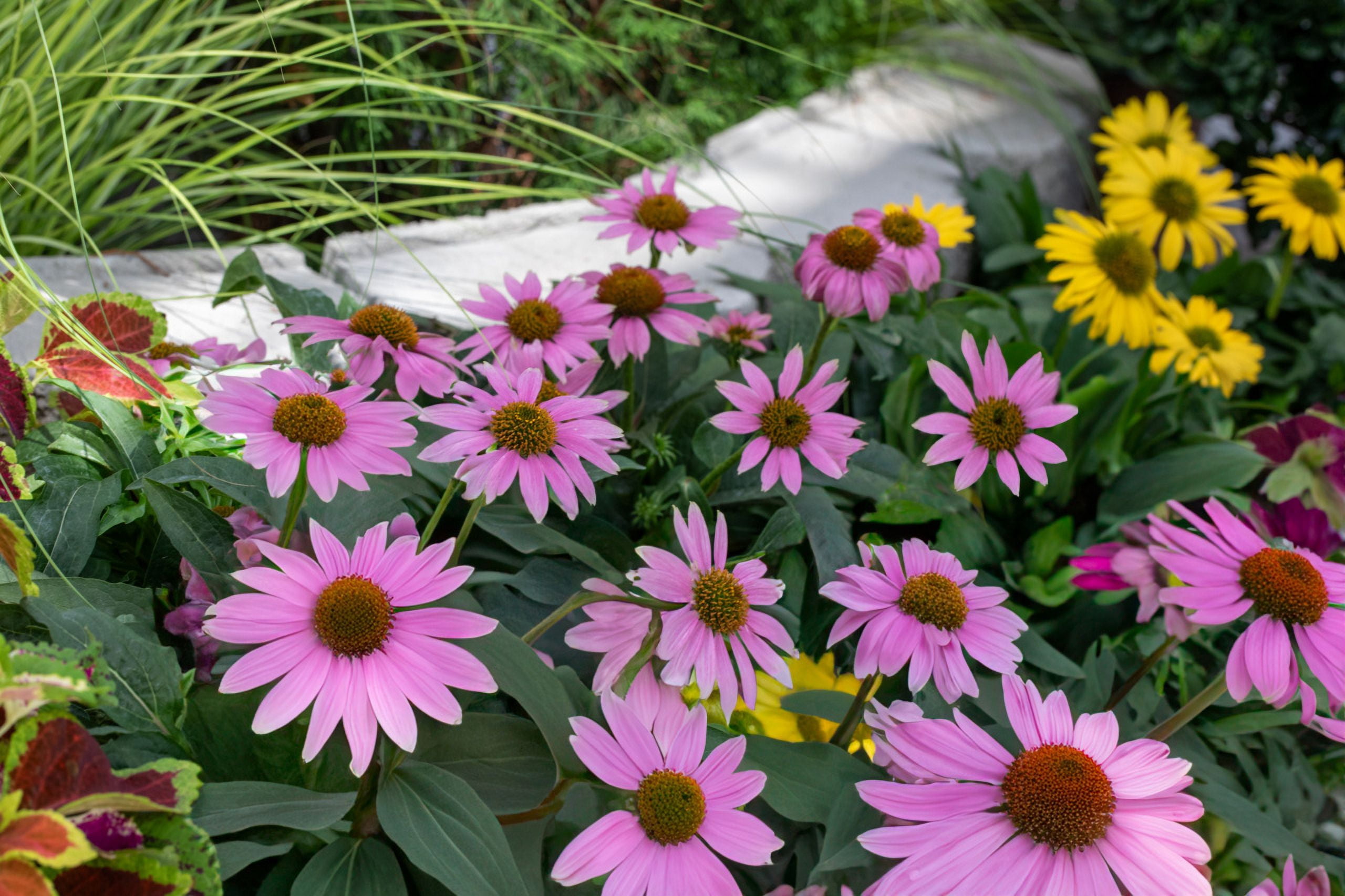 Expert Gardener 2QT Pink Echinacea Live Perennial Plant Sun 3-Pack