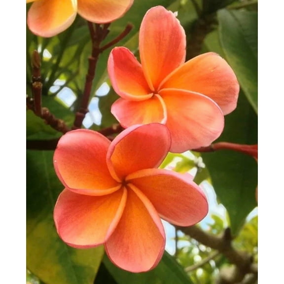 10 Black and Purple Plumeria Seeds