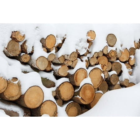 LAMINATED POSTER Winter Tree Log Material Energy Firewood Cut Poster Print 24 x (Best Way To Cut Logs For Firewood)