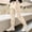 X-6Beige, variant on YMNXA Big Kids Boys Cargo Pants Elastic Waist Pure Color Tapered Ankle Comfortable Stylish Jogger Trousers With Pockets For Outdoor School Wear,Beige,8-9 Years