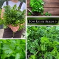thumbnail image 4 of Parsley Seed Collection - Non GMO Varieties - 2 Count, 4 of 6