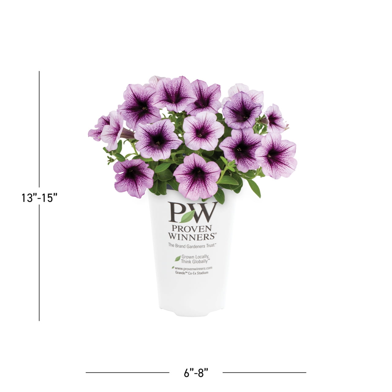 Proven Winners 1.5PT Purple Petunia Live Annual Plant Sun 5-Pack