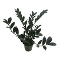 thumbnail image 2 of Rare Dwarf Black ZZ Plant - Zamioculcas Zamicro - 4" Pot - Houseplant, 2 of 4
