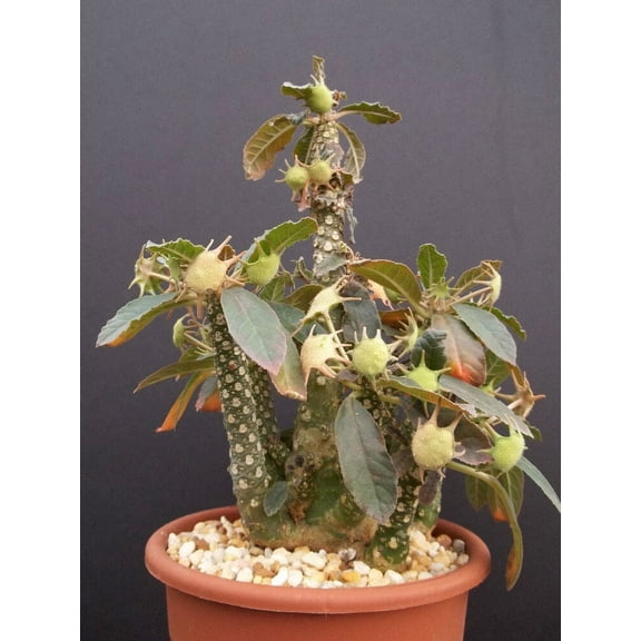 Dorstenia Foetida LAV 20542 rare succulents caudex bonsai cactus seed 100 SEEDS