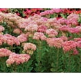 thumbnail image 2 of Party Hardy Pool Party Stonecrop Perennial - Sedum - Live Plant - Quart Pot, 2 of 2