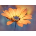 thumbnail image 2 of Jacobs, Lydia 14x11 White Modern Wood Framed Museum Art Print Titled - Orange delight, 2 of 4