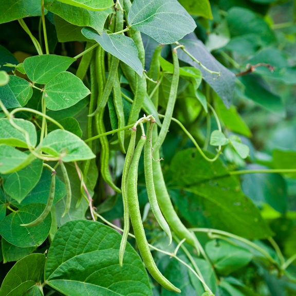 2 Green Bean Plants Live, Bush Bean Plant for Planting, 2 Starter Plants in 4 Inch Pot