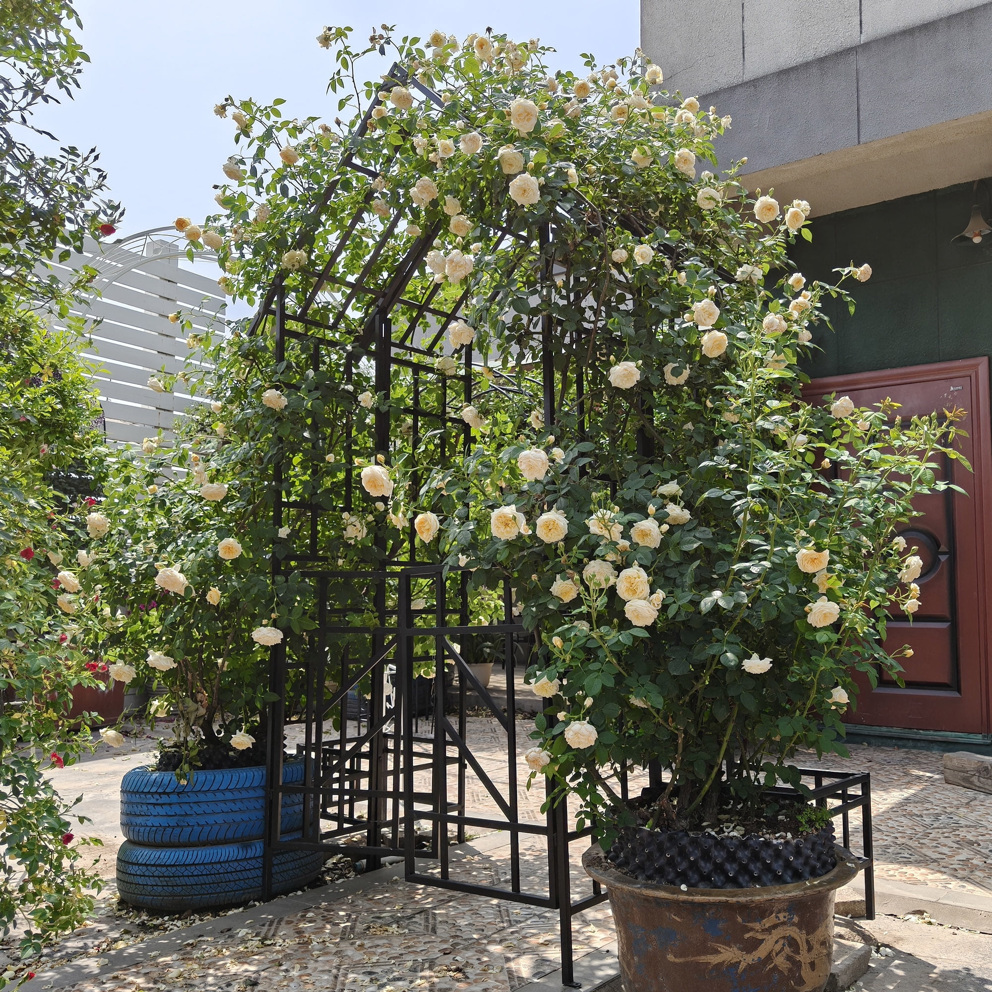 Garden Arch with Gate, Climbing Plants Support Rose Arch Outdoor Black