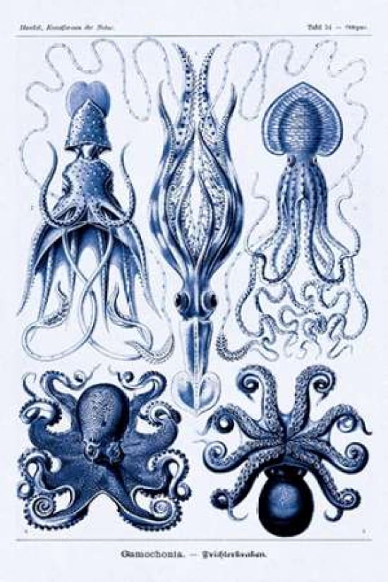 Haeckel Nature Illu