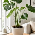 thumbnail image 5 of Iron Plants Support Stakes, 6.29"x5.51" Heavy Duty Garden Trellis for Climbing Plants, Monstera Stabilizer, Pothos Holder, Rust-Resistant Metal, 5 of 6