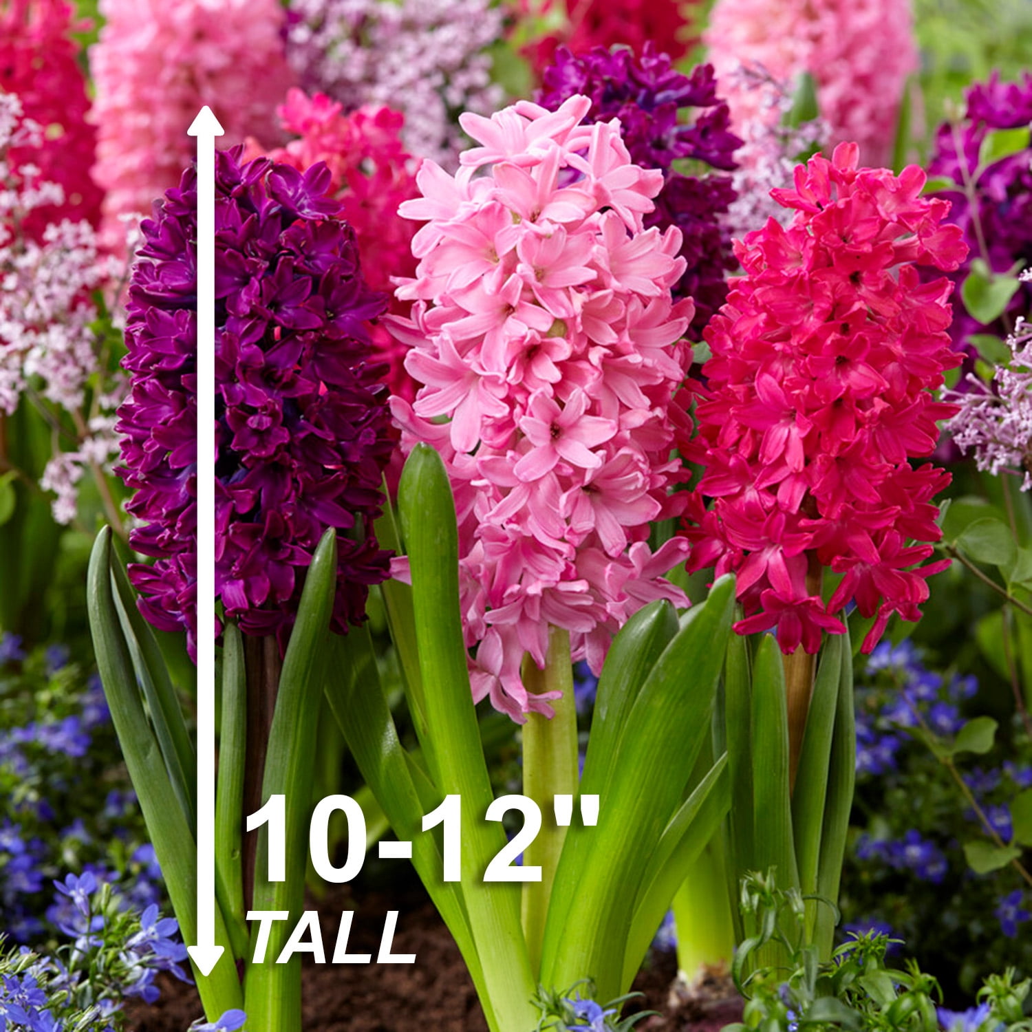 Garden State Bulb Pink Mix Hyacinth Flower Bulbs, 14/15cm, Fragrant (Bag of 25)