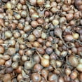 thumbnail image 6 of Set 50 Mix Onion Bulbs, Onion Bulb Mix, Suitable for Planting Outdoor Landscape, 6 of 6