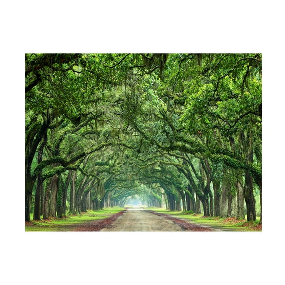 Trademark Fine Art James McLoughlin Canopy Road VI Canvas Wall Art - 14x19