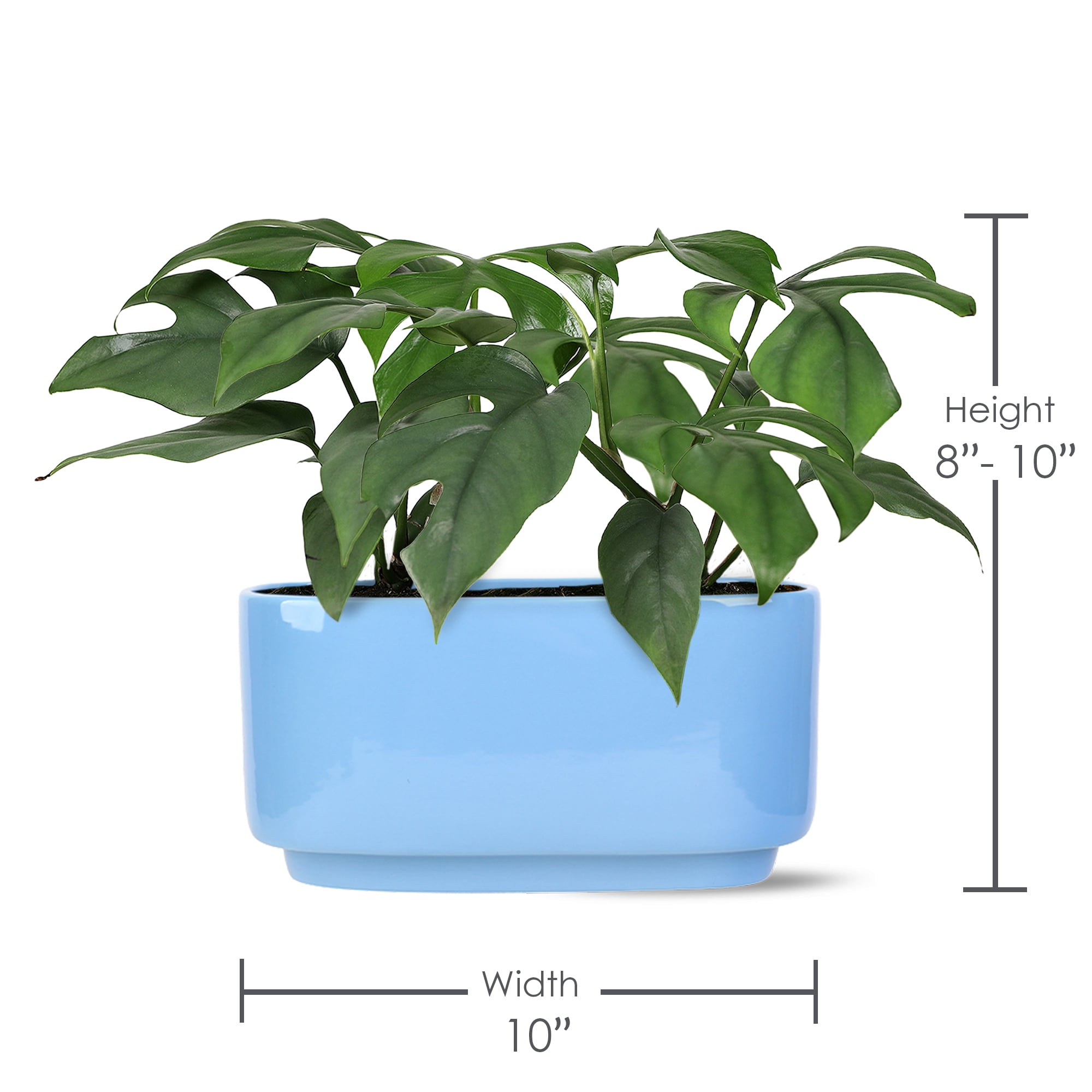 Green Circle Growers 10" Monstera in Jan Blue Decorative Pot, Live Indoor Tropical Houseplant