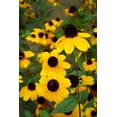 thumbnail image 5 of Seedville 500 Brown Eyed Susan Plant Seeds, Yellow petals with brown centers, 5 of 7