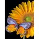 thumbnail image 1 of Pintura de diamante (DE0001) 5D DIY Girasol Mariposa Cuadrado Rhinestone Kit 30 * 40 cm Hugtrwg Para estrenar, 1 of 1