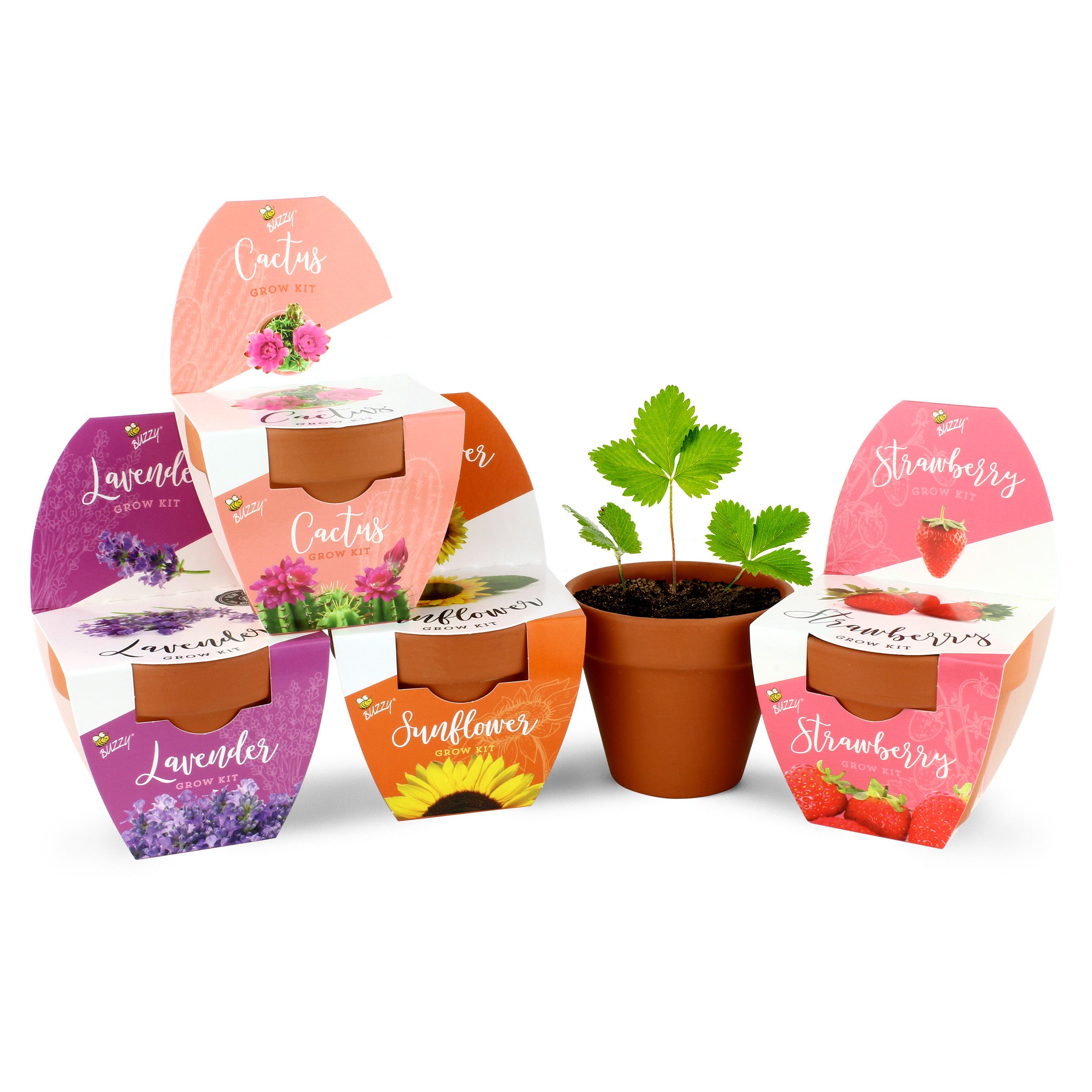 BUZZY Classic Terracotta Grow Kit 4pk Best Sellers Strawberry