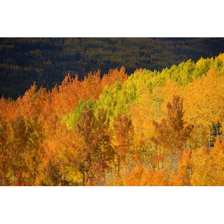 Colorado Near Steamboat Springs Autumn Aspen Trees On Buffalo Pass