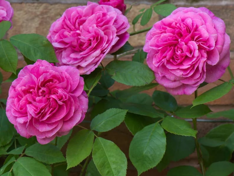 30 Seeds Gertrude Jekyll Climbing Rose Seeds Perennial Non- Mix for Late Winter to Early Spring Planting