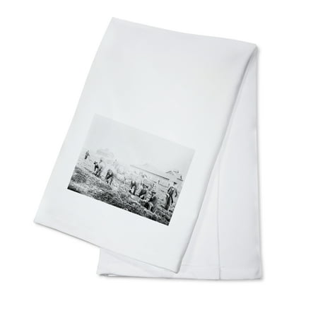 Potato Harvesting at Claflin University Photograph (100% Cotton Kitchen Towel)