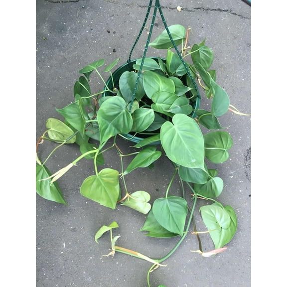Heartleaf Philodendron-Evergreen-Indoor Plant  8" Hanging Basket