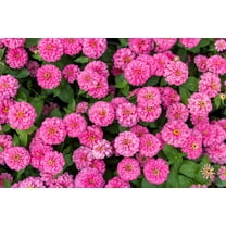 250 LUMINOSA PINK ZINNIA Elegans Flower Seeds