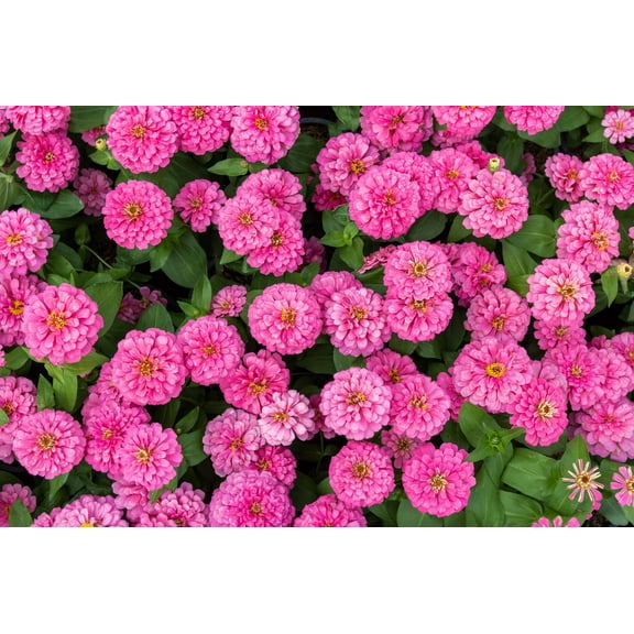 250 LUMINOSA PINK ZINNIA Elegans Flower Seeds