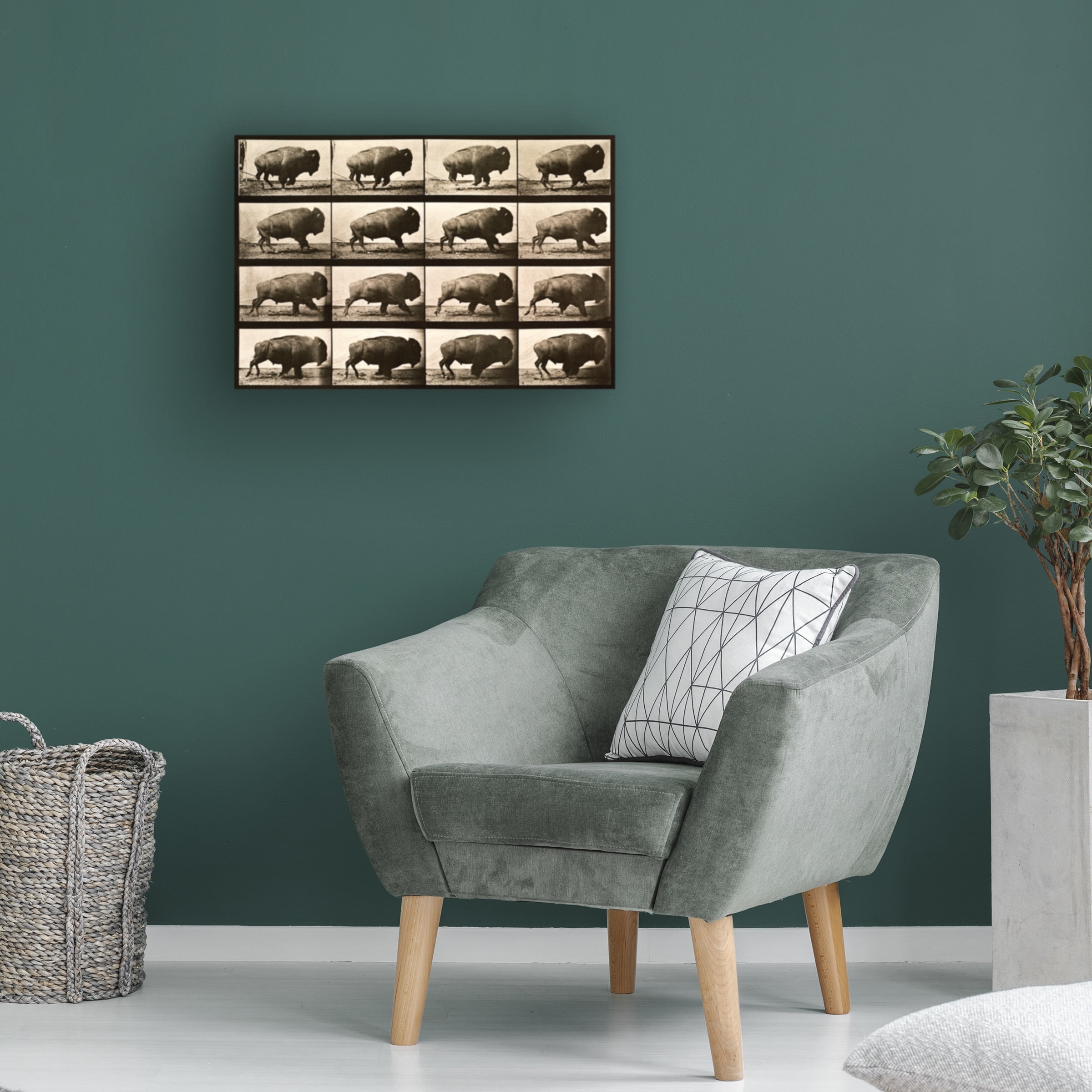 Print Collection 'Buffalo Running Animal Locomotion Plate 700' Canvas Art