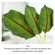 thumbnail image 4 of Billuyoard Hojas de palma tropical cómodas al tacto: no tóxicas y reutilizables Urable y reutilizable PU ampliamente Decoración Asarum máximo, 4 of 6