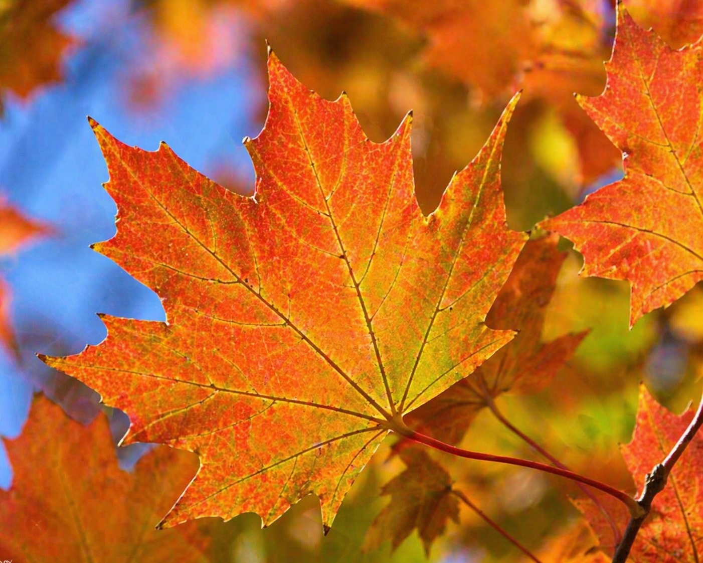 Sugar Maple Trees (Acer Saccharum) Live Plants – Brilliant Fall Color, Hardy Shade Tree, Perfect for Landscapes & Yards (3 Live Trees)