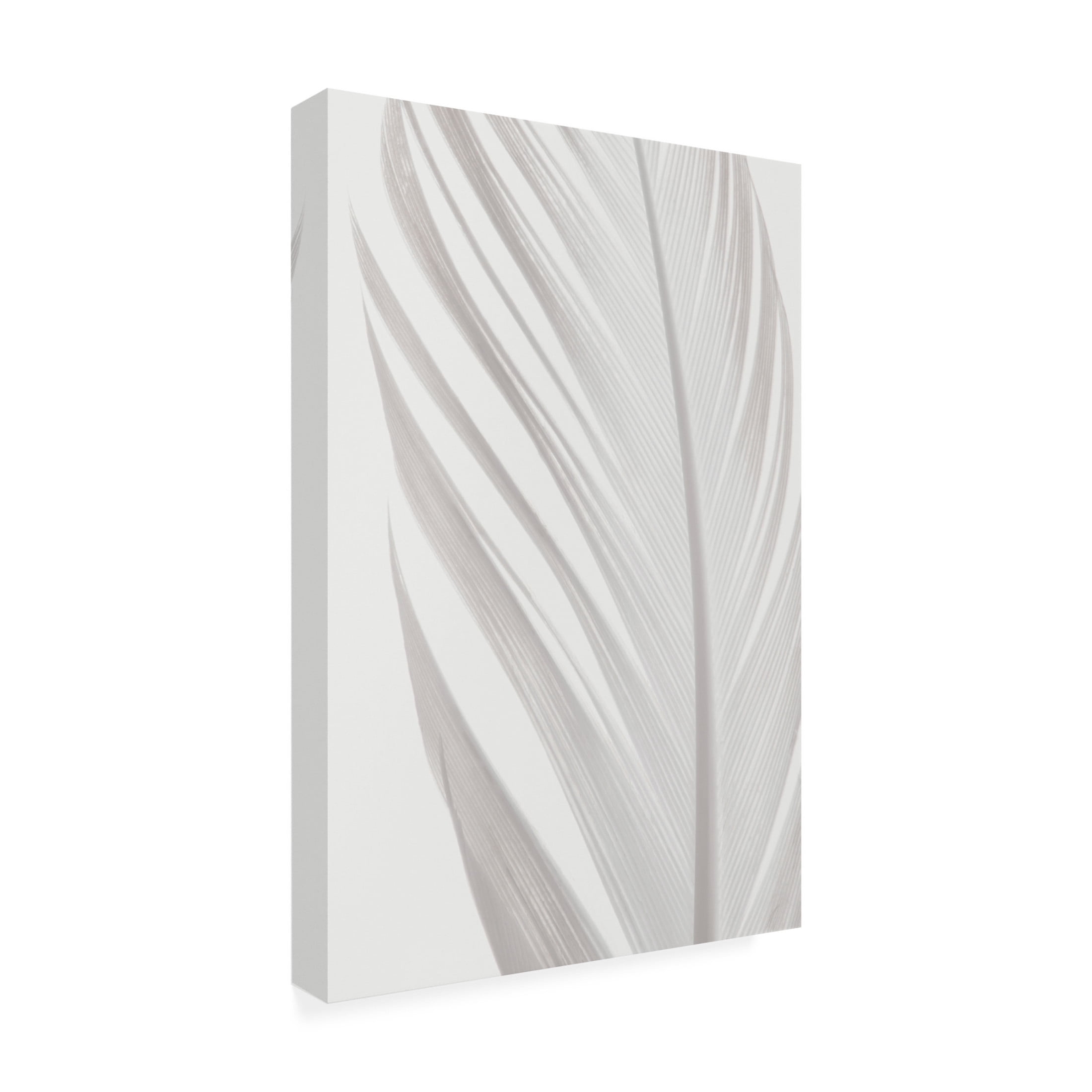 Pictufy Studio III 'Feather 6' Canvas Art - 16 x 24 Inches
