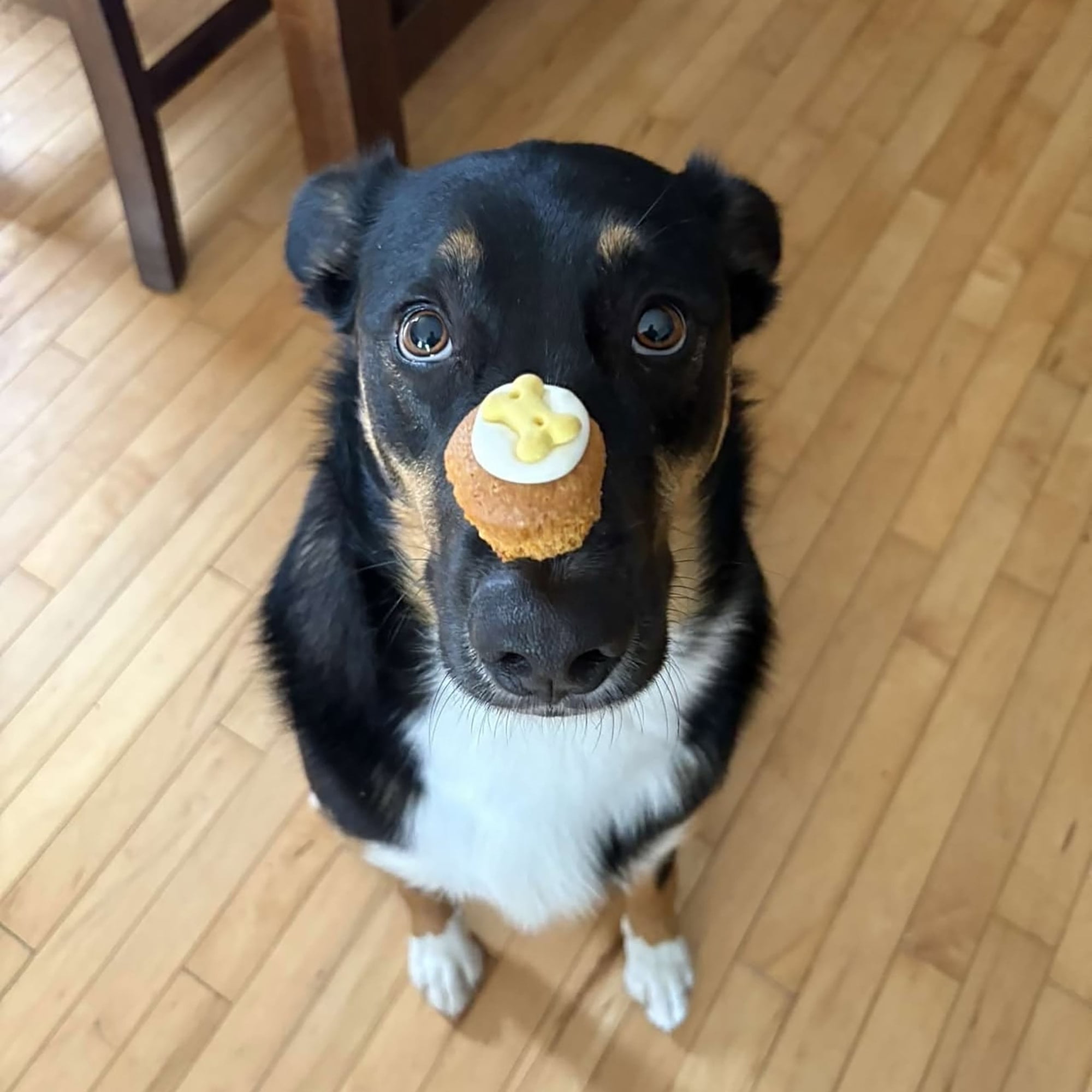 Wagging Dog Bakery: Puppin Mini Cupcake Dog Treat - 30 Pack Crunchy Biscuits, Countertop Jar, Quality Baked Goods for Your Furry Friends, Pet Reward