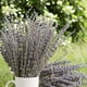 thumbnail image 4 of Paquetes de lavanda seca, flores de lavanda secas naturales para decoración del hogar, accesorios para fotos, fragancia para el hogar, paquete de 2 paquetes Ormromra WRJM-431, 4 of 8