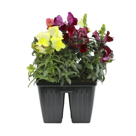 Expert Gardener 4PK Pink Orange Yellow Snapdragon Live Plant