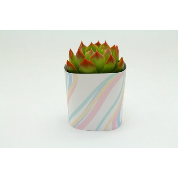 Plants Of Joy Rainbow Swirl Print Succulent Wraps for Weddings, Baby Shower, and Party Favors. 25 Count Pack.